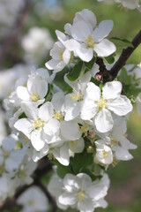 Obraz premium spring apple tree