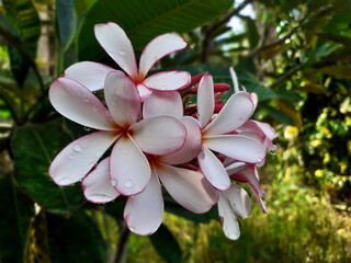 The most beautiful white plumeria flowers blooming in the garden, and have dewdrop on blossom, with bouquet branch tree blurred background.