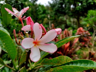 The most beautiful white plumeria flowers blooming in the garden, and have dewdrop on blossom, with bouquet branch tree blurred background.