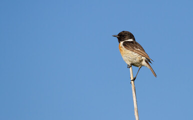 European stonechat, Saxicola rubicola. A male bird sits on a cane stalk against the background of the sky