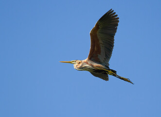 Purple heron, Ardea purpurea. Early in the morning bird flying, blue sky's background