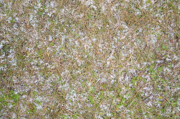 Spring. spring grass and leaves, grow on the ground, around snow and old grass. for background