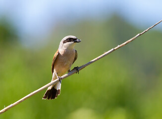 Red-backed shrike, Lanius collurio. The bird sits on a branch on a beautiful background