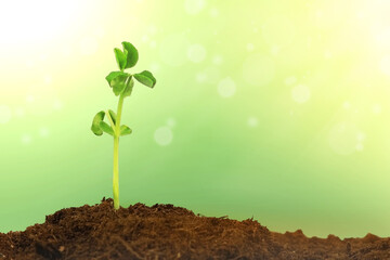 Young sprout. Bean sprout growing from the ground on a green background with the rays of the sun.
