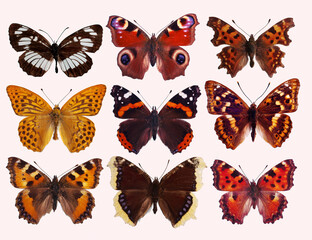 A butterflies from the nymphalidae family. Isolated on white background.