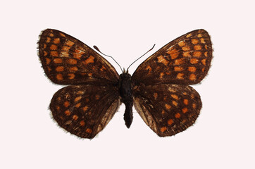 Checkerboard Atalia (Melitaea athalia). A butterfly from the family Nymphalidae. Isolated on white background. 