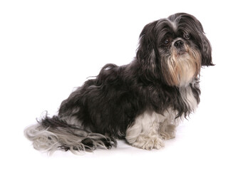 shih tzu