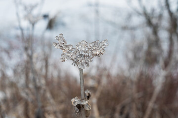 Ice flower - a dry flower covered with a thick layer of ice. Background with beautiful bokeh.