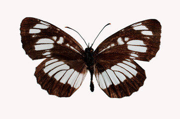 Dark-winged Pestle (Neptis aceris) .A butterfly from the family Nymphalidae. Isolated on white background.