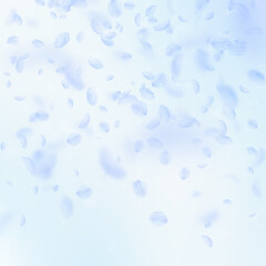 Light blue flower petals falling down. Divine roma