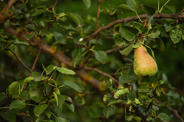 Ripening pear fruit hanging on a tree branch.