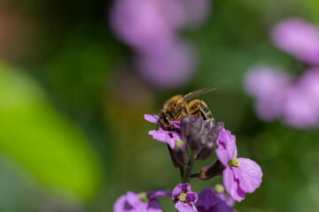 Fototapeta na wymiar Honeybee on Erysimum bicolor Bowles’s Mauve