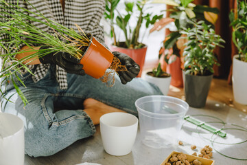 woman transplanting flowers in bigger pots at home