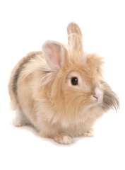 lionhead rabbit