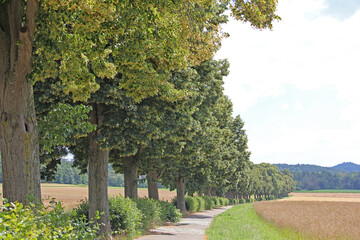 Fränkische Lindenallee