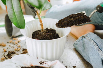 woman transplanting flowers in bigger pots at home