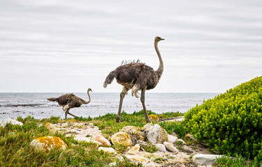 View of two ostriches in the nature. Wild ostriches.