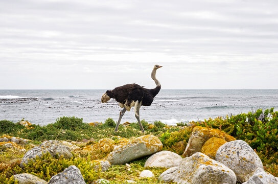 Ostrich in the wild nature of South Africa. Wildlife animal.
