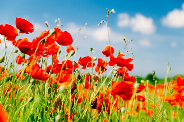 poppy flower in field close up