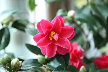 Fototapeta na wymiar camellia japonica 'beni hagoromo'