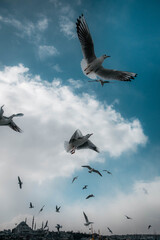 seagulls flying in the blue sky