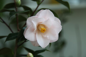 Obraz premium camellia japonica 'hagoromo'