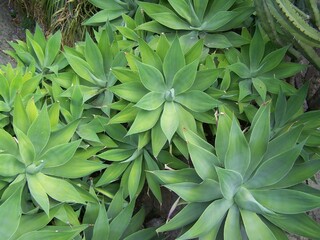 Exotic green plants at the botanical garden of Monaco