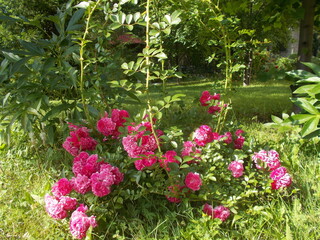 Climbing rose, garden decoration