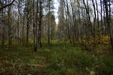 forest in autumn