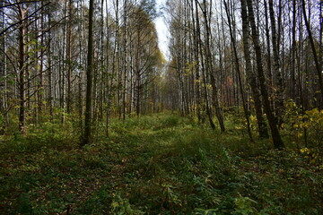 Fototapeta premium morning in the forest