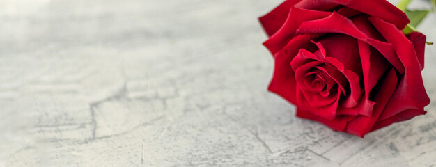 Red rose in the white textured background with space for text. Romantic gift for Valentine's day. Copy space.