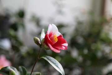 camellia japonica Atago