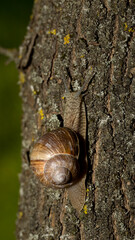 Grape snail early morning on green grass with dew