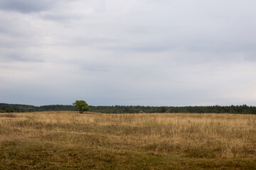 Lonely tree against the background of the autumn sky