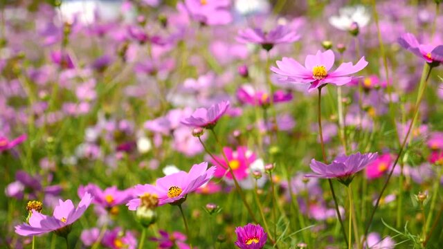 Beautiful Mexican Aster,Cosmos, Cosmea,Starburst flowers blooming in the morning.Move gently 1920X1080 Slow Motion.