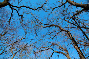 Blue sky over bare tree branches.Spring.