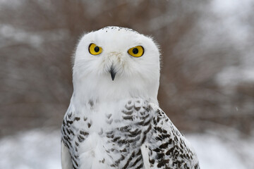 Close-up portrait of a young polar owl