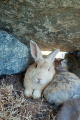 Rabbits sitting inside the rock