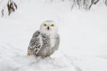 Photo sur Plexiglas Harfang des neiges White snowy owl sits in the snow in the field