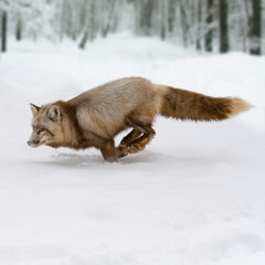 Brown wild fox running across the field
