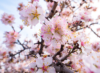 Almonds tree with blooming flowers branch in a country side field with blue sky