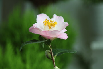 pink camellia