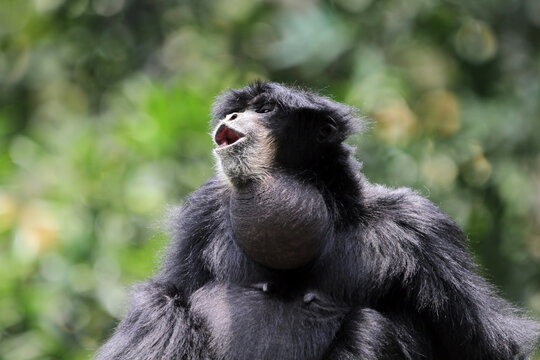 Portrait of a siamang gibbon making a noise, Indonesia
