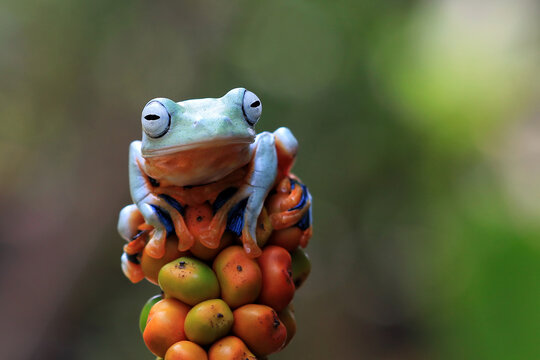 "Javan Tree Frog" Images – Browse 174 Stock Photos, Vectors, and Video ...