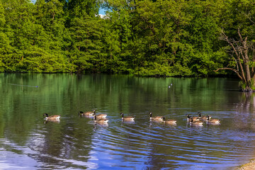 A view of Canadian Geese swimming out into a lake in Warwickshire, UK