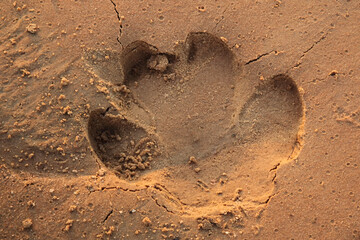 Hippo track in the sand on the riverbank. Imprint of a hippopotamus in the sand.