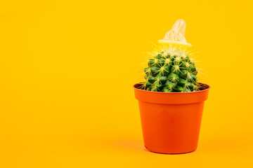 Cactus with a condom on a yellow background.