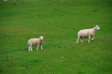 Obraz premium 牧場で放牧される羊の親子