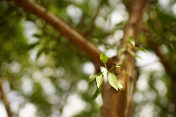 almond tree green leaves grow in summer.