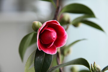 red camellia 'tama vino'